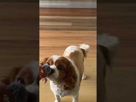 Pet friendly flooring