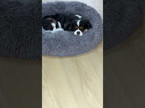 Nice floors should be a certainty