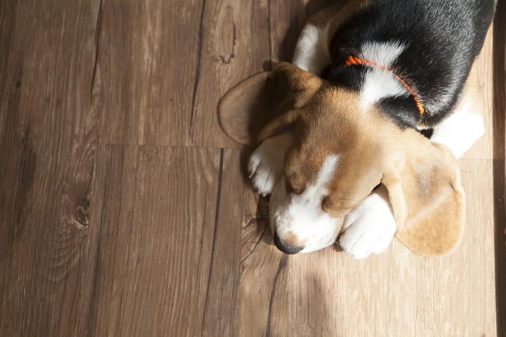 Best Flooring for Dogs & Pets in Australia (2026 Guide)